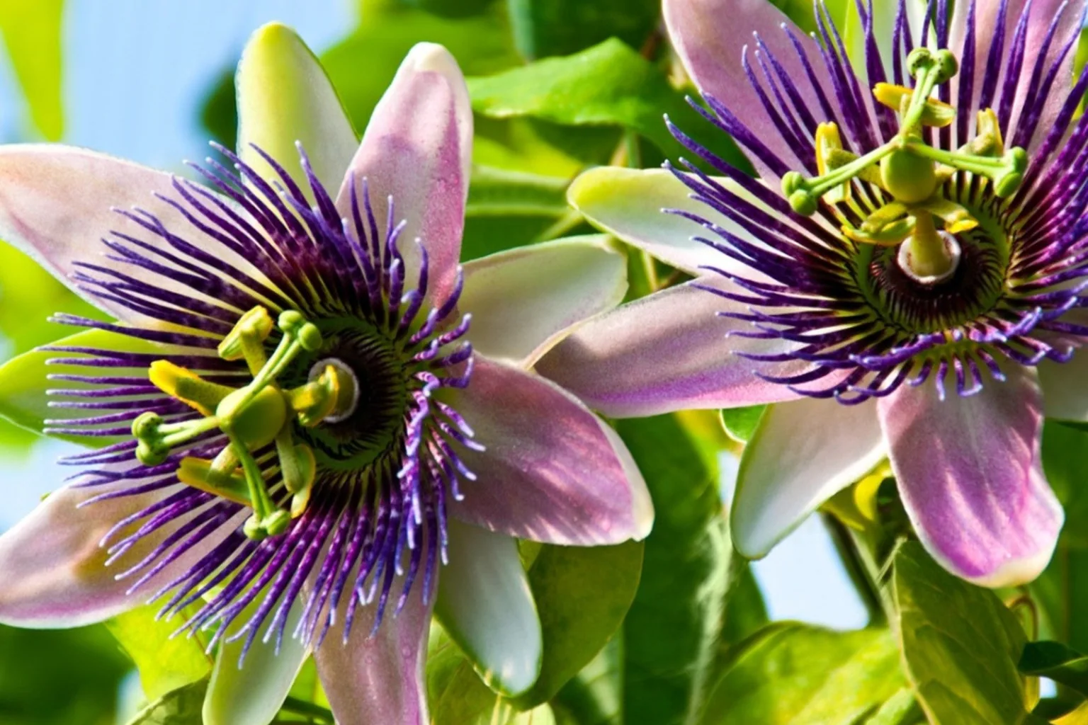 Passionflower