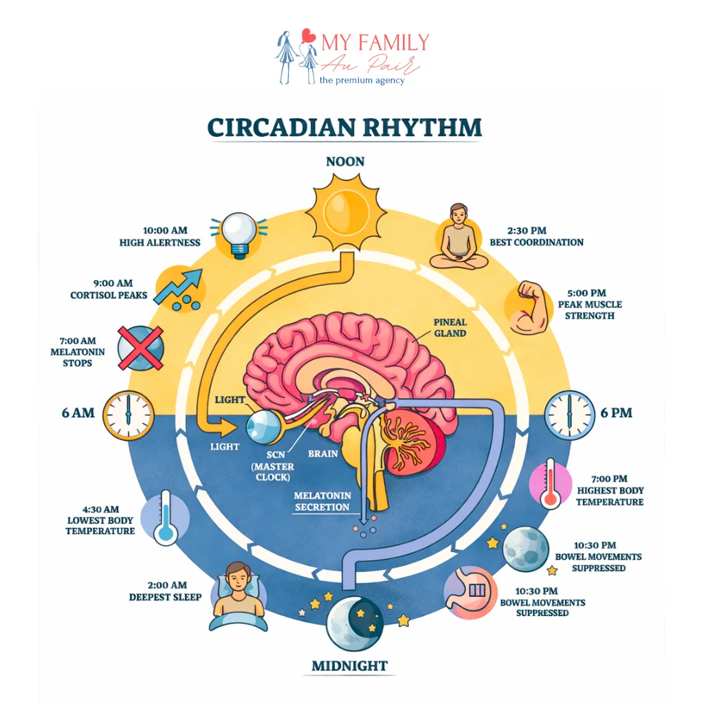 The day-night rhythm, or circadian rhythm