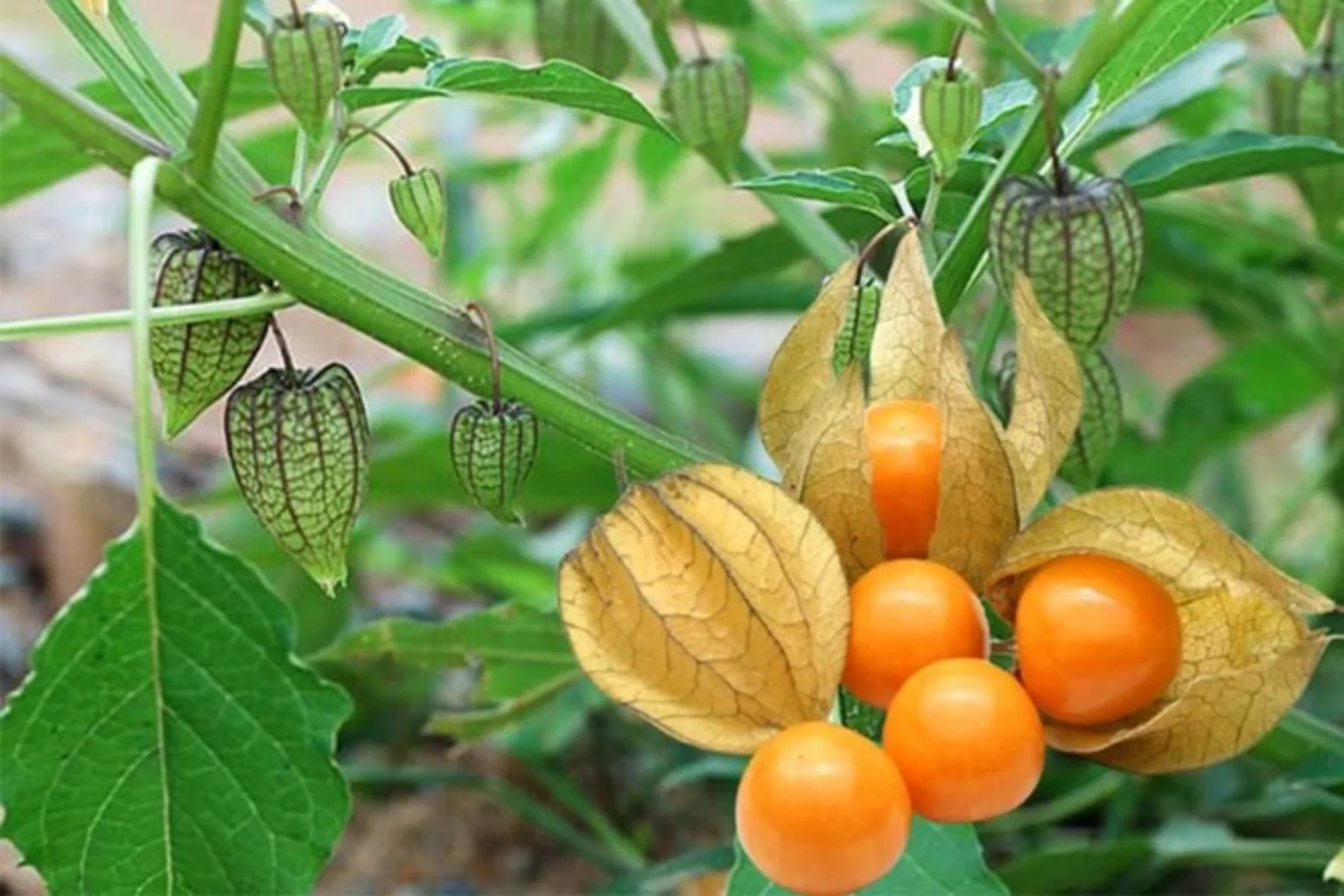 Ashwagandha