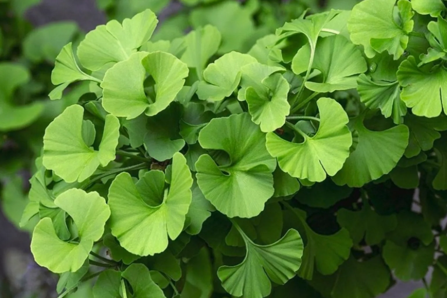 Ginkgo Biloba